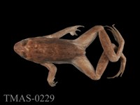 藏品(伊比利盤舌蟾)的圖片